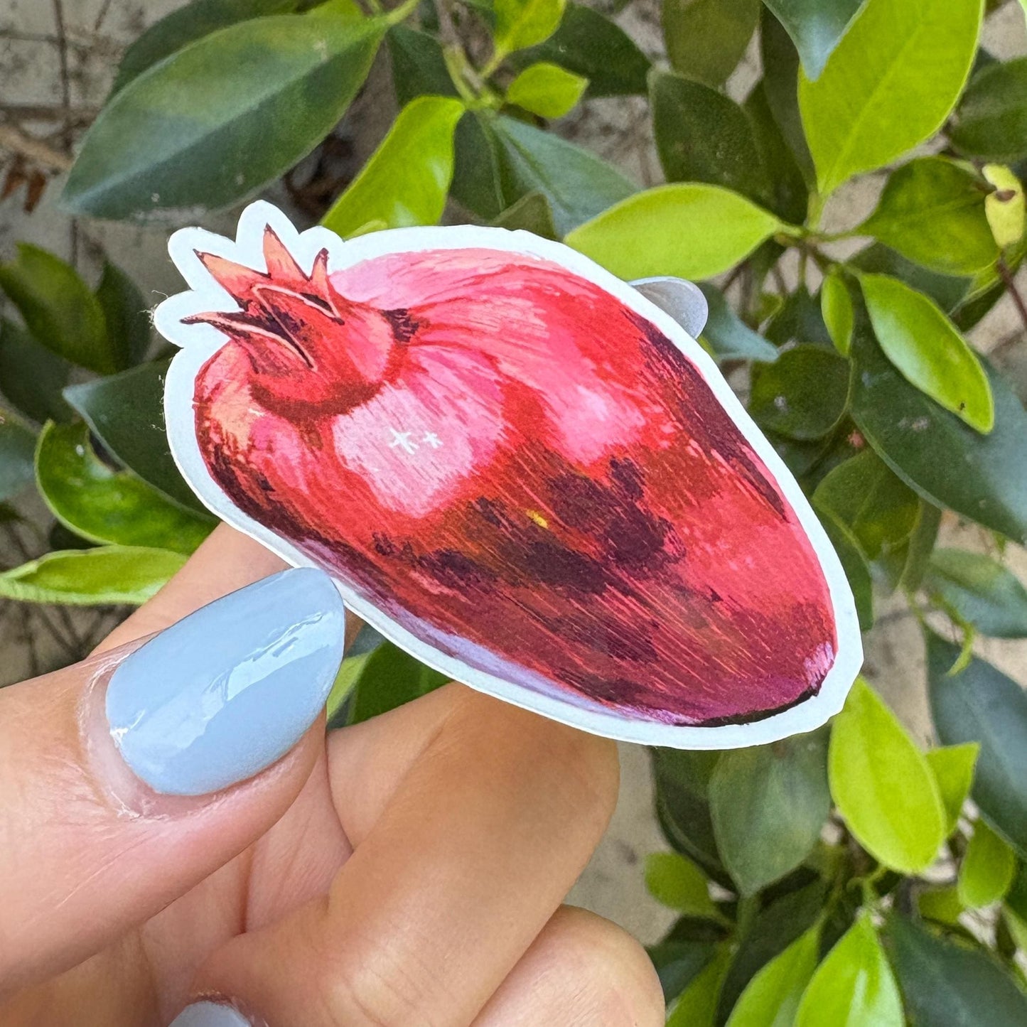 pomegranate sticker
